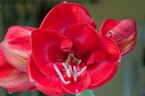 getwebimage.php?pid=113793&url=https%3A%2F%2Flive.staticflickr.com%2F65535%2F54467900230_c32d915429_b.jpg