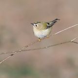 getwebimage.php?pid=113800&url=https%3A%2F%2Flive.staticflickr.com%2F65535%2F54473081304_4e00401d59_b.jpg