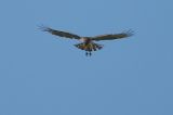 getwebimage.php?pid=114166&url=https%3A%2F%2Fi.postimg.cc%2FSNQ6q2ZZ%2FDSC01490%281%29.jpg