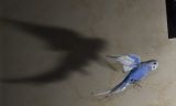 getwebimage.php?pid=19898&url=http%3A%2F%2Fas.bz.free.fr%2F%2Falpha%2F20090210__DSC0434_Perruche_en_vol_800.jpg