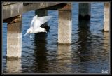 getwebimage.php?pid=20289&url=http%3A%2F%2Fdesthi2k7.free.fr%2Fphotodxd%2FMouette%2520blanche%2F_DSC1436.jpg
