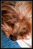 getwebimage.php?pid=20293&url=http%3A%2F%2Fdaniel.d.photo.free.fr%2Fphpwebgallery%2Fgalleries%2Fprive%2FDSC01998.jpg