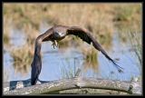 getwebimage.php?pid=22820&url=http%3A%2F%2Fdesthi2k7.free.fr%2Fphotodxd%2Fteich%2F18-04-09%2FDSC_0527.jpg