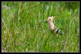 getwebimage.php?pid=22822&url=http%3A%2F%2Fdesthi2k7.free.fr%2Fphotodxd%2Fteich%2F18-04-09%2FDSC_0639.jpg