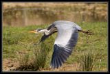 getwebimage.php?pid=22823&url=http%3A%2F%2Fdesthi2k7.free.fr%2Fphotodxd%2Fteich%2F18-04-09%2FDSC_0586.jpg