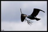 getwebimage.php?pid=22836&url=http%3A%2F%2Fdesthi2k7.free.fr%2Fphotodxd%2Fteich%2F18-04-09%2FDSC_0610.jpg