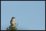 getwebimage.php?pid=23559&url=http%3A%2F%2Fltspears.free.fr%2Fforum%2FDSC02786.jpg