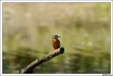 getwebimage.php?pid=23710&url=http%3A%2F%2Fcabanesduvalais.free.fr%2FMartin%2FDSC00852-border.jpg