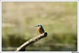 getwebimage.php?pid=23711&url=http%3A%2F%2Fcabanesduvalais.free.fr%2FMartin%2FDSC00870-border.jpg