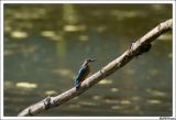 getwebimage.php?pid=23712&url=http%3A%2F%2Fcabanesduvalais.free.fr%2FMartin%2FDSC00812-border.jpg