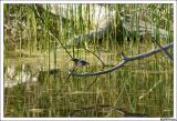 getwebimage.php?pid=23714&url=http%3A%2F%2Fcabanesduvalais.free.fr%2FMartin%2FDSC00926-border.jpg