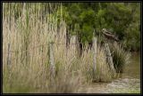 getwebimage.php?pid=23759&url=http%3A%2F%2Fltspears.free.fr%2Fforum%2FDSC03257.jpg