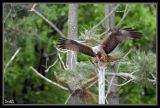 getwebimage.php?pid=23773&url=http%3A%2F%2Fdesthi2k7.free.fr%2Fphotodxd%2Fteich%2F08-05-09%2FDSC_1412.jpg