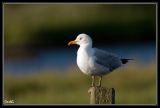 getwebimage.php?pid=24455&url=http%3A%2F%2Fdesthi2k7.free.fr%2Fphotodxd%2Filedere%2FDSC_1689.jpg