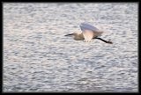 getwebimage.php?pid=24463&url=http%3A%2F%2Fdesthi2k7.free.fr%2Fphotodxd%2Filedere%2FDSC_1589.jpg