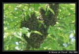 getwebimage.php?pid=29080&url=http%3A%2F%2Fdenizon.free.fr%2Fphoto%2FMai2009%2FABEILLES.jpg