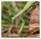 getwebimage.php?pid=30138&url=http%3A%2F%2Fclarysse1.free.fr%2FPhotos%2Fdxd%2FMante2.jpg