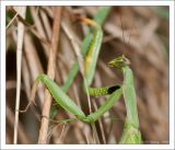 getwebimage.php?pid=30139&url=http%3A%2F%2Fclarysse1.free.fr%2FPhotos%2Fdxd%2FMante3.jpg