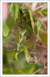 getwebimage.php?pid=30140&url=http%3A%2F%2Fclarysse1.free.fr%2FPhotos%2Fdxd%2FMante5.jpg