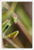 getwebimage.php?pid=30141&url=http%3A%2F%2Fclarysse1.free.fr%2FPhotos%2Fdxd%2FMante6.jpg