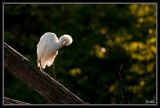 getwebimage.php?pid=31618&url=http%3A%2F%2Fdesthi2k7.free.fr%2Fphotodxd%2Fteich%2F17-10-09%2FDSC_4761.jpg
