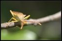 getwebimage.php?pid=3166&url=http%3A%2F%2Fltspears.free.fr%2Fphotos%2Fgalleries%2FNumerique%2FMacro%2Fthumbnail%2FTN-Macro_Hostens-67.jpg