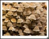 getwebimage.php?pid=31981&url=http%3A%2F%2Fdaniel.d.photo.free.fr%2Fphpwebgallery%2Fgalleries%2Fprive%2Fchampis.jpg