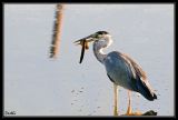getwebimage.php?pid=32527&url=http%3A%2F%2Fdesthi2k7.free.fr%2Falbum%2FOiseaux%2FGrandes%2520Pattes%2FHerons%2Fslides%2FDSC_2812-2.jpg