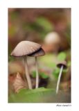 getwebimage.php?pid=32540&url=http%3A%2F%2Fdaniel.d.photo.free.fr%2Fphpwebgallery%2Fgalleries%2Fprive%2FDSC06415.jpg