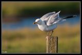 getwebimage.php?pid=33725&url=http%3A%2F%2Fdesthi2k7.free.fr%2Fphotodxd%2Fteich%2F00-00%2FDSC_1692.jpg