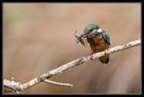 getwebimage.php?pid=34379&url=http%3A%2F%2Fdesthi2k7.free.fr%2Falbum%2FOiseaux%2FMartin-pecheur%2Fslides%2FDSC_2201.jpg