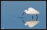 getwebimage.php?pid=34432&url=http%3A%2F%2Fdesthi2k7.free.fr%2Falbum%2FOiseaux%2FGrandes%2520Pattes%2FAigrettes%2Fslides%2F_DSC0585-2b.jpg