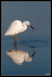 getwebimage.php?pid=34433&url=http%3A%2F%2Fdesthi2k7.free.fr%2Falbum%2FOiseaux%2FGrandes%2520Pattes%2FAigrettes%2Fslides%2FDSC_5577.jpg