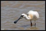 getwebimage.php?pid=34434&url=http%3A%2F%2Fdesthi2k7.free.fr%2Falbum%2FOiseaux%2FGrandes%2520Pattes%2FSpatules%2Fslides%2FDSC_1043.jpg