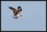getwebimage.php?pid=34435&url=http%3A%2F%2Fdesthi2k7.free.fr%2Falbum%2FOiseaux%2FRapaces%2Fslides%2FDSC_4125.jpg