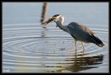 getwebimage.php?pid=36536&url=http%3A%2F%2Fdesthi2k7.free.fr%2Fphotodxd%2Fteich%2F11-07-09%2FDSC_2815.jpg