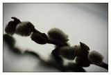 getwebimage.php?pid=37453&url=http%3A%2F%2Fdaniel.d.photo.free.fr%2Fphpwebgallery%2Fgalleries%2Fprive%2FDSC07038.jpg