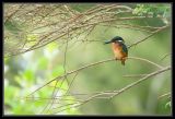 getwebimage.php?pid=39350&url=http%3A%2F%2Fdesthi2k7.free.fr%2Falbum%2FOiseaux%2FMartin-pecheur%2Fslides%2F_DSC1559.jpg