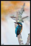 getwebimage.php?pid=39352&url=http%3A%2F%2Fdesthi2k7.free.fr%2Falbum%2FOiseaux%2FMartin-pecheur%2Fslides%2F_DSC0332.jpg