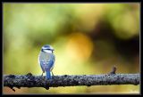 getwebimage.php?pid=39354&url=http%3A%2F%2Fdesthi2k7.free.fr%2Falbum%2FOiseaux%2FPassereaux%2Fslides%2F_DSC1749.jpg