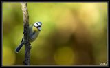 getwebimage.php?pid=39355&url=http%3A%2F%2Fdesthi2k7.free.fr%2Falbum%2FOiseaux%2FPassereaux%2Fslides%2F_DSC0158.jpg