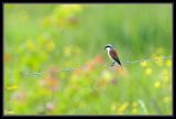 getwebimage.php?pid=39860&url=http%3A%2F%2Fdesthi2k7.free.fr%2Falbum%2FOiseaux%2FPassereaux%2Fslides%2FDSC_1498.jpg