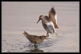 getwebimage.php?pid=39862&url=http%3A%2F%2Fdesthi2k7.free.fr%2Falbum%2FOiseaux%2FPetites%2520Pattes%2Fslides%2FDSC_0925.jpg