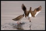 getwebimage.php?pid=39863&url=http%3A%2F%2Fdesthi2k7.free.fr%2Falbum%2FOiseaux%2FPetites%2520Pattes%2Fslides%2FDSC_0927-2.jpg