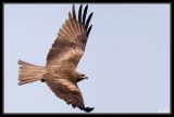getwebimage.php?pid=39865&url=http%3A%2F%2Fdesthi2k7.free.fr%2Falbum%2FOiseaux%2FRapaces%2Fslides%2FDSC_1277b.jpg