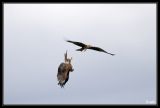 getwebimage.php?pid=39866&url=http%3A%2F%2Fdesthi2k7.free.fr%2Falbum%2FOiseaux%2FRapaces%2Fslides%2FDSC_1443.jpg
