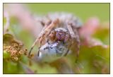 getwebimage.php?pid=40004&url=http%3A%2F%2Fdaniel.d.photo.free.fr%2Fphpwebgallery%2Fgalleries%2Fprive%2FDSC08302.jpg