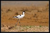 getwebimage.php?pid=40075&url=http%3A%2F%2Fdesthi2k7.free.fr%2Falbum%2FOiseaux%2FGrandes%2520Pattes%2FAvocettes%2520Elegantes%2Fslides%2FDSC_1858.jpg