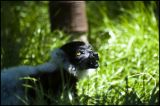getwebimage.php?pid=42240&url=http%3A%2F%2Fyourworld.free.fr%2Fouistiti.jpg