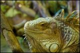 getwebimage.php?pid=42244&url=http%3A%2F%2Fyourworld.free.fr%2Flezard.jpg